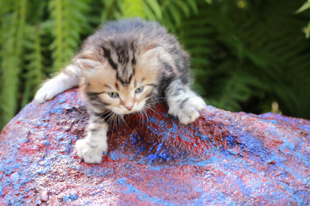 pelegboy4weeks2.jpg