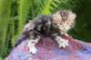 pelegboy4weeks7_small.jpg