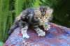 pelegboy4weeks9_small.jpg