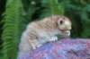 peterboy4weeks12_small.jpg