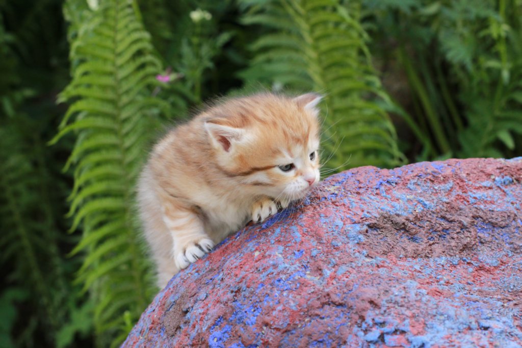 peterboy4weeks13.jpg