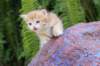 peterboy4weeks14_small.jpg