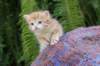 peterboy4weeks15_small.jpg
