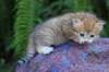 peterboy4weeks2_small.jpg