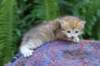 peterboy4weeks6_small.jpg