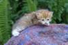 peterboy4weeks8_small.jpg