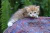 peterboy4weeks9_small.jpg
