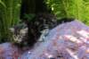 phebegirl4weeks14_small.jpg