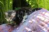 phebegirl4weeks16_small.jpg