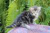 phebegirl4weeks21_small.jpg