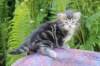 phebegirl4weeks22_small.jpg