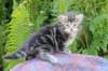 phebegirl4weeks23_small.jpg