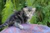 phebegirl4weeks24_small.jpg