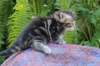 phebegirl4weeks25_small.jpg
