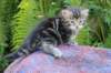 phebegirl4weeks27_small.jpg