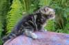 phebegirl4weeks28_small.jpg
