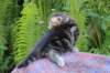 phebegirl4weeks29_small.jpg