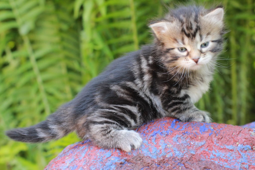 phebegirl4weeks3.jpg