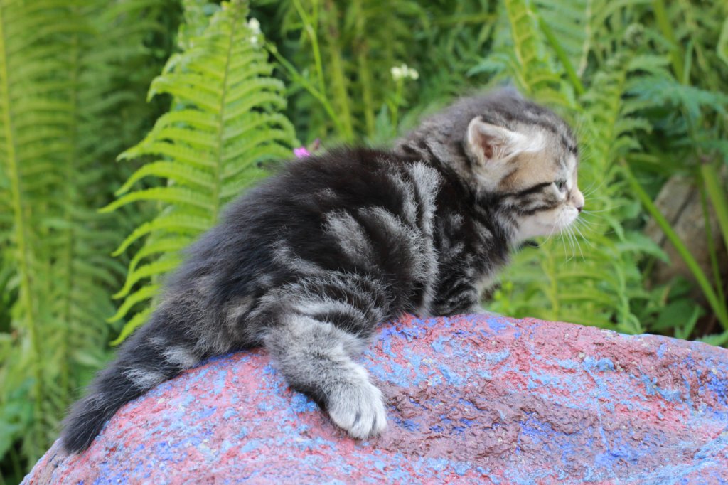 phebegirl4weeks31.jpg