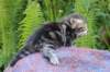 phebegirl4weeks31_small.jpg
