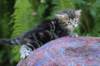 phebegirl4weeks32_small.jpg
