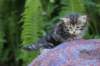 phebegirl4weeks33_small.jpg