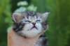 phebegirl4weeks35_small.jpg