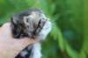 phebegirl4weeks37_small.jpg