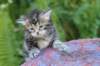 phebegirl4weeks38_small.jpg