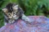 phebegirl4weeks39_small.jpg