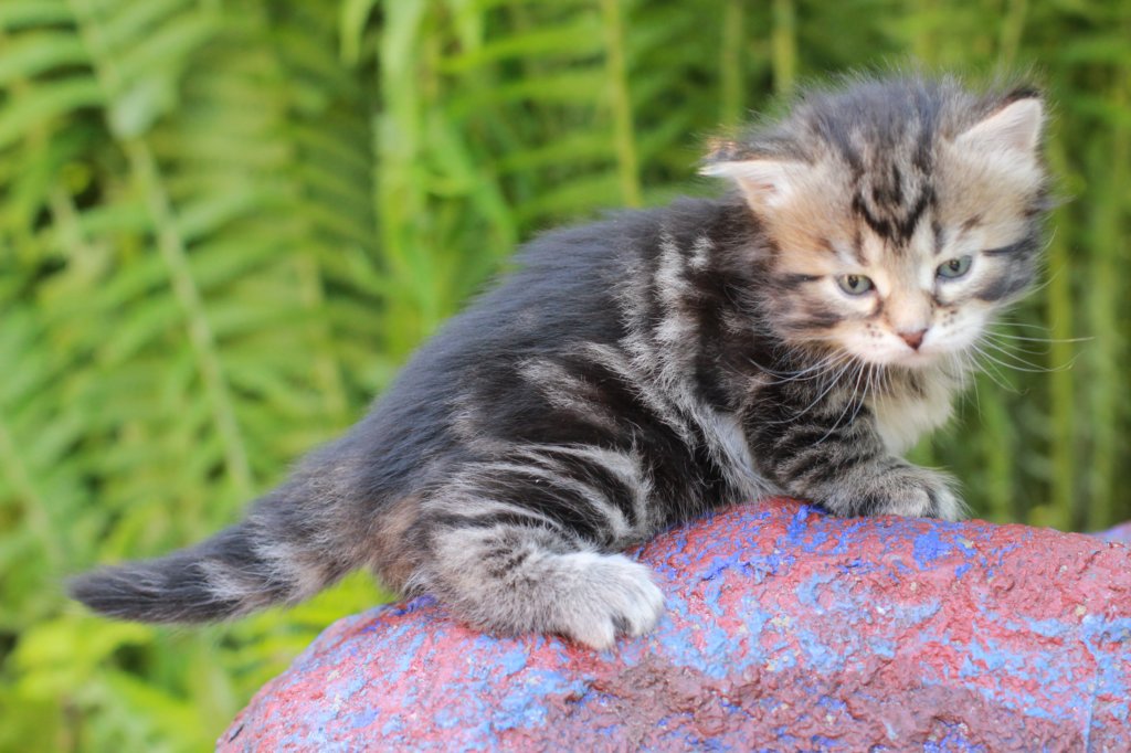 phebegirl4weeks4.jpg