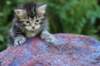 phebegirl4weeks40_small.jpg