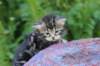 phebegirl4weeks41_small.jpg