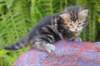 phebegirl4weeks5_small.jpg