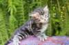 phebegirl4weeks7_small.jpg