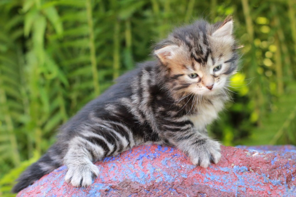 phebegirl4weeks8.jpg