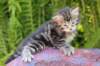 phebegirl4weeks8_small.jpg