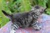 philadelphiagirl4weeks11_small.jpg