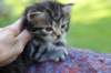philadelphiagirl4weeks13_small.jpg