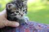 philadelphiagirl4weeks15_small.jpg