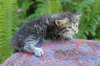 philadelphiagirl4weeks5_small.jpg