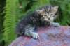 philadelphiagirl4weeks6_small.jpg