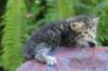 philadelphiagirl4weeks7_small.jpg