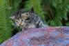 philadelphiagirl4weeks8_small.jpg