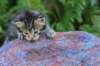 philadelphiagirl4weeks9_small.jpg