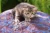 philippusboy4weeks11_small.jpg