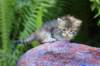 philippusboy4weeks3_small.jpg