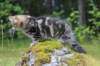 paulos15weeks26821_small.jpg