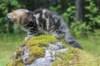 paulos15weeks26822_small.jpg