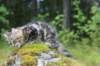 paulos15weeks26823_small.jpg